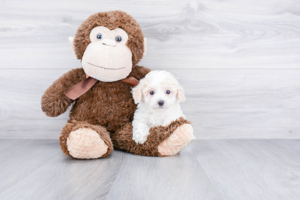 Maltipoo Pup Being Cute