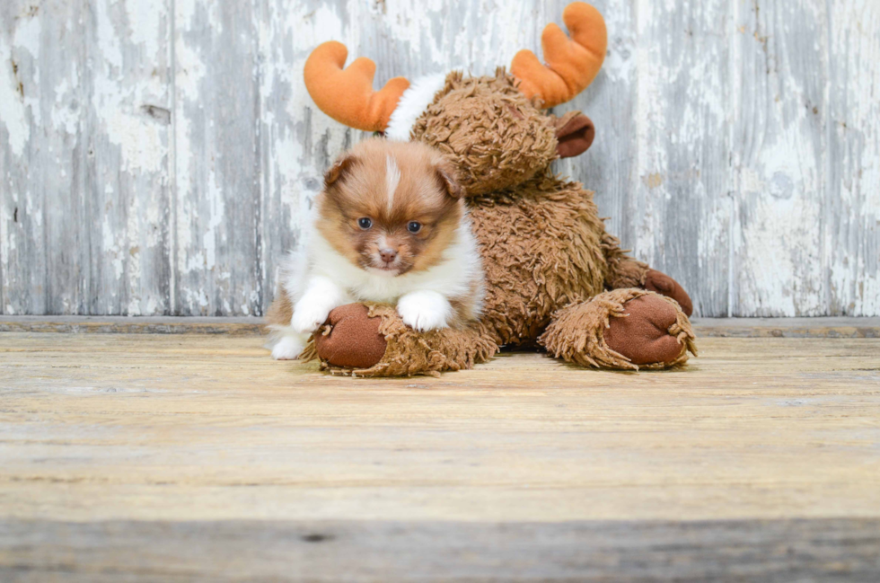 Pomeranian Pup Being Cute