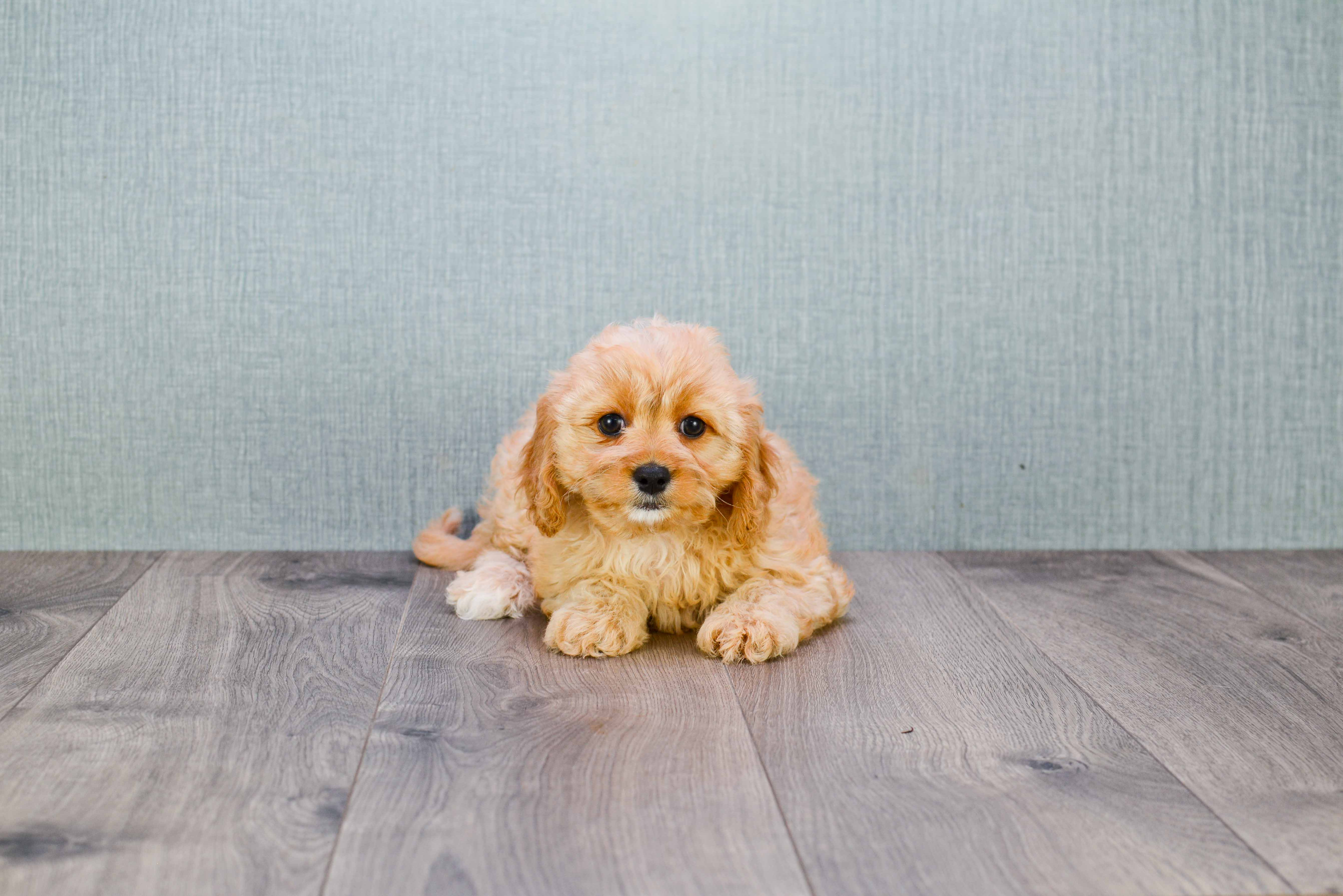 Small Cavapoo Baby