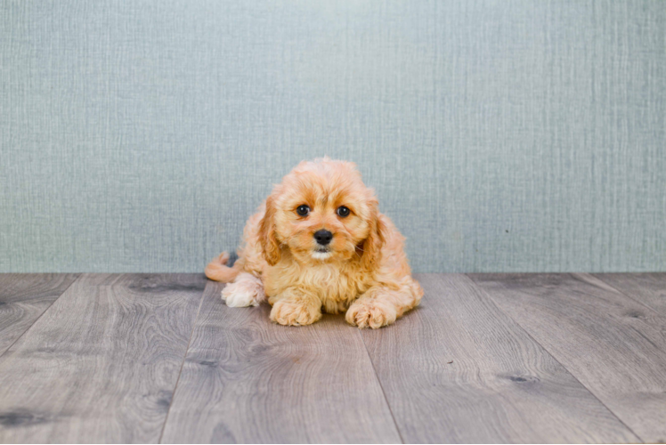 Small Cavapoo Baby