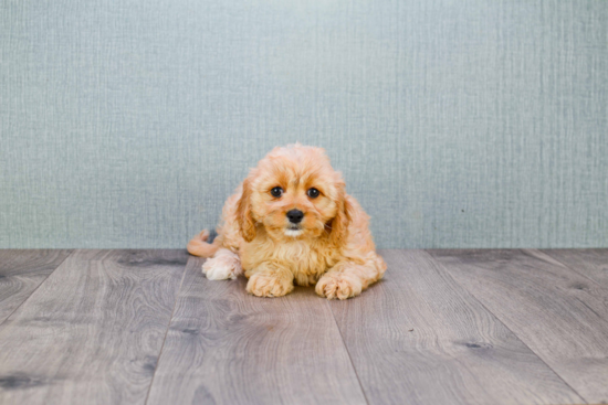 Small Cavapoo Baby