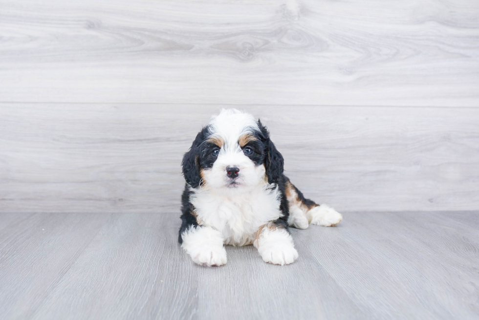 Best Mini Bernedoodle Baby