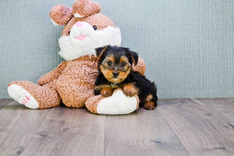 Meet Stevo - our Yorkshire Terrier Puppy Photo 