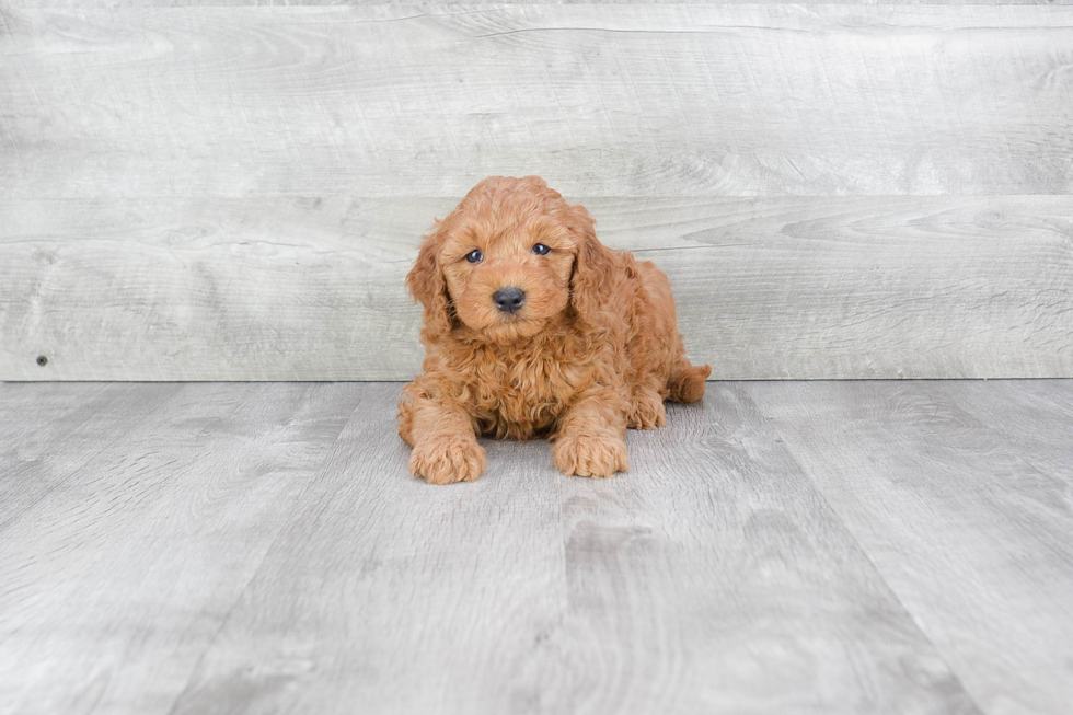 Happy Mini Goldendoodle Baby