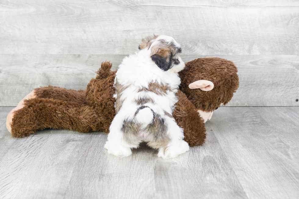 Teddy Bear Puppy for Adoption