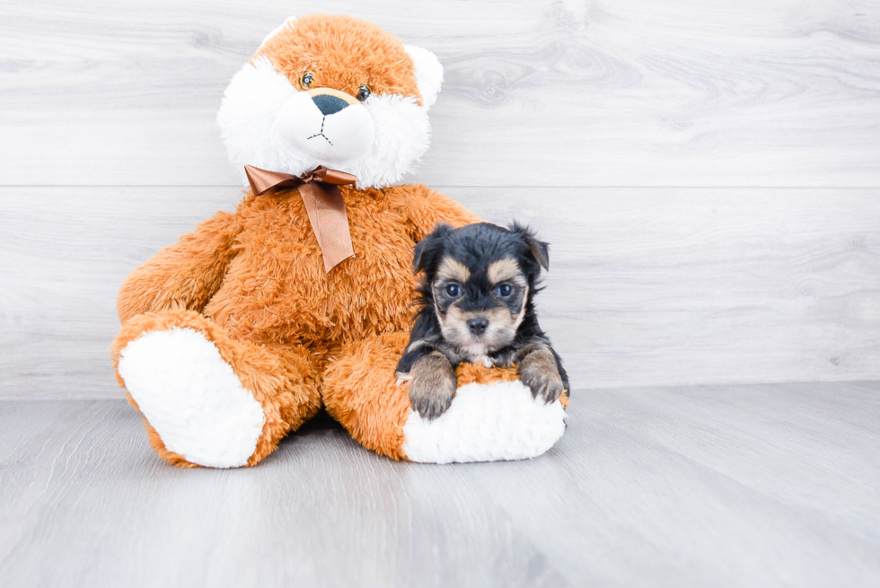 Friendly Morkie Baby