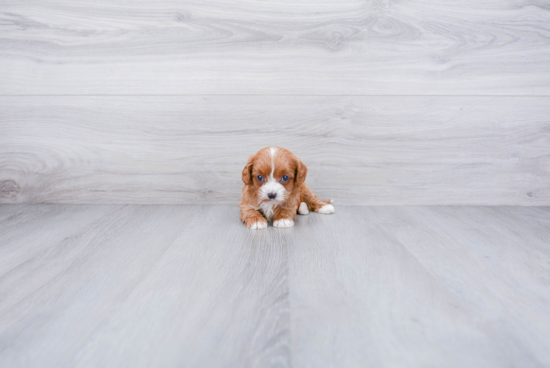 Petite Cavapoo Poodle Mix Pup