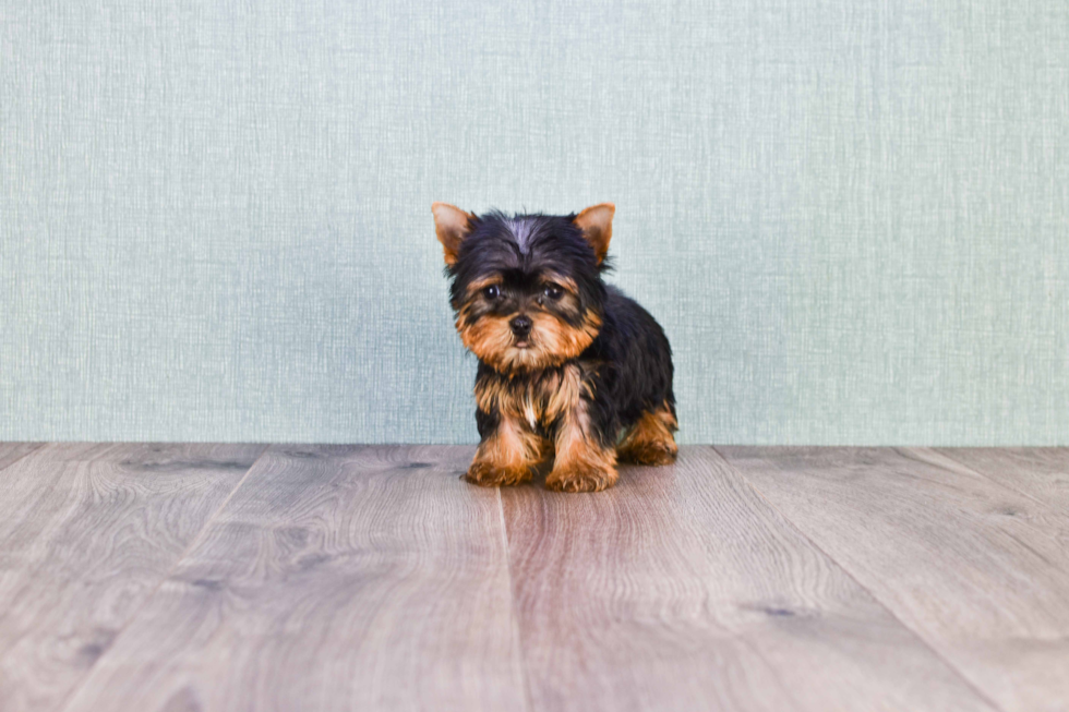 Meet Sebastian - our Yorkshire Terrier Puppy Photo 