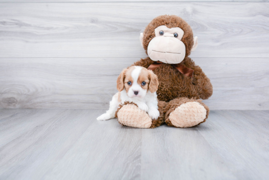 Funny Cavalier King Charles Spaniel Purebred Pup