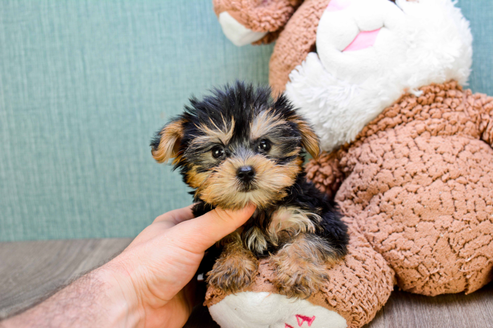 Meet Timmy - our Yorkshire Terrier Puppy Photo 