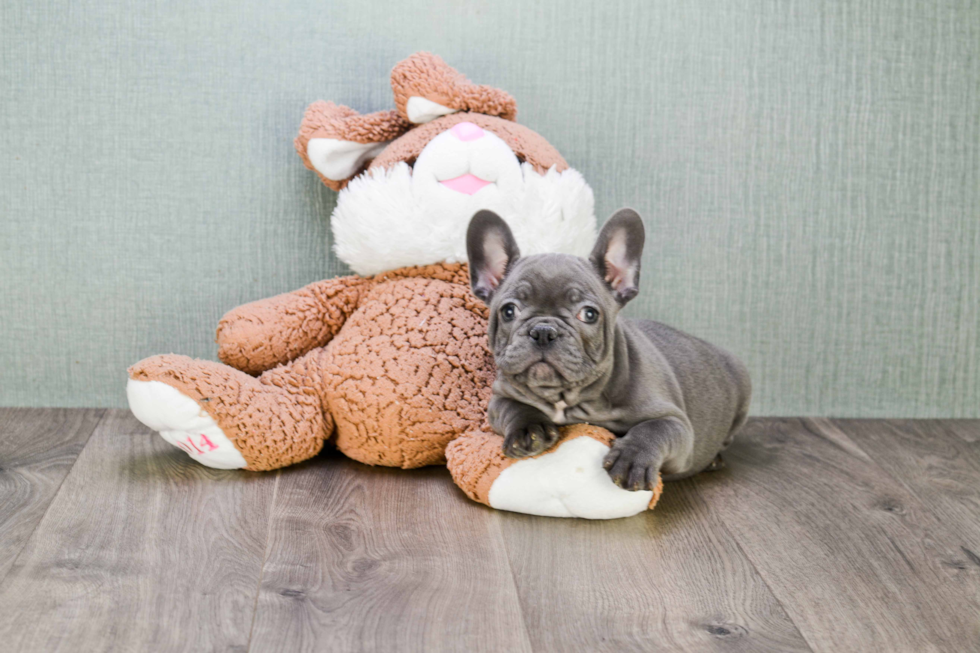 Small French Bulldog Baby
