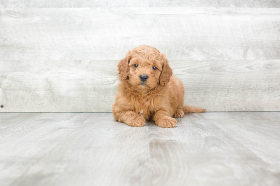 Mini Goldendoodle Puppy for Adoption