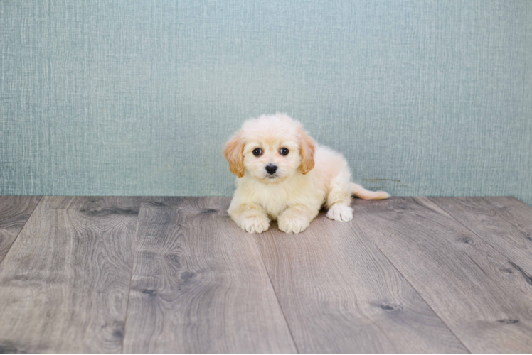 Friendly Cavachon Baby