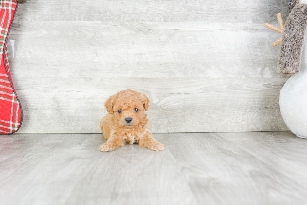 Cavapoo Pup Being Cute