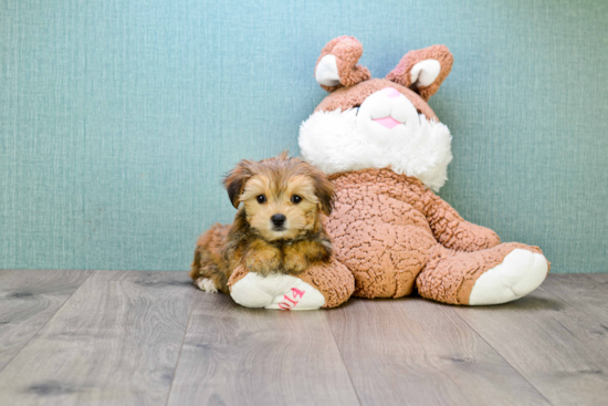 Morkie Pup Being Cute