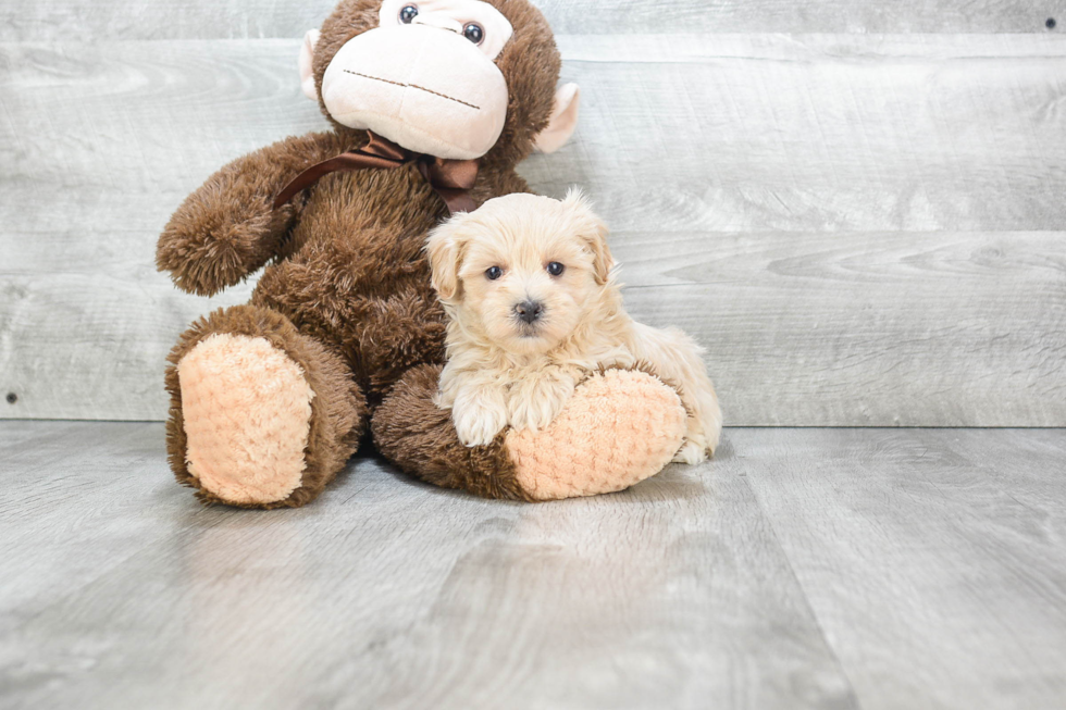 Hypoallergenic Maltepoo Poodle Mix Puppy