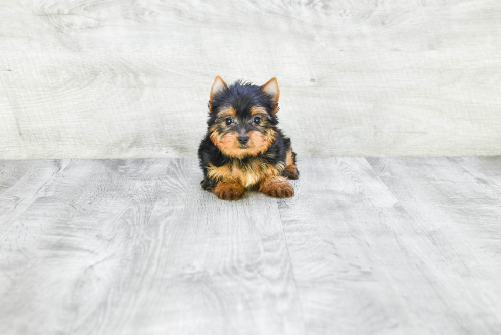 Meet Giselle - our Yorkshire Terrier Puppy Photo 