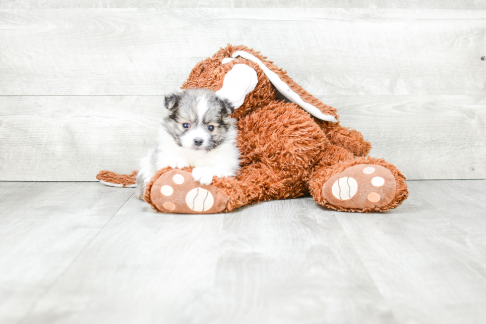 Maltipom Pup Being Cute