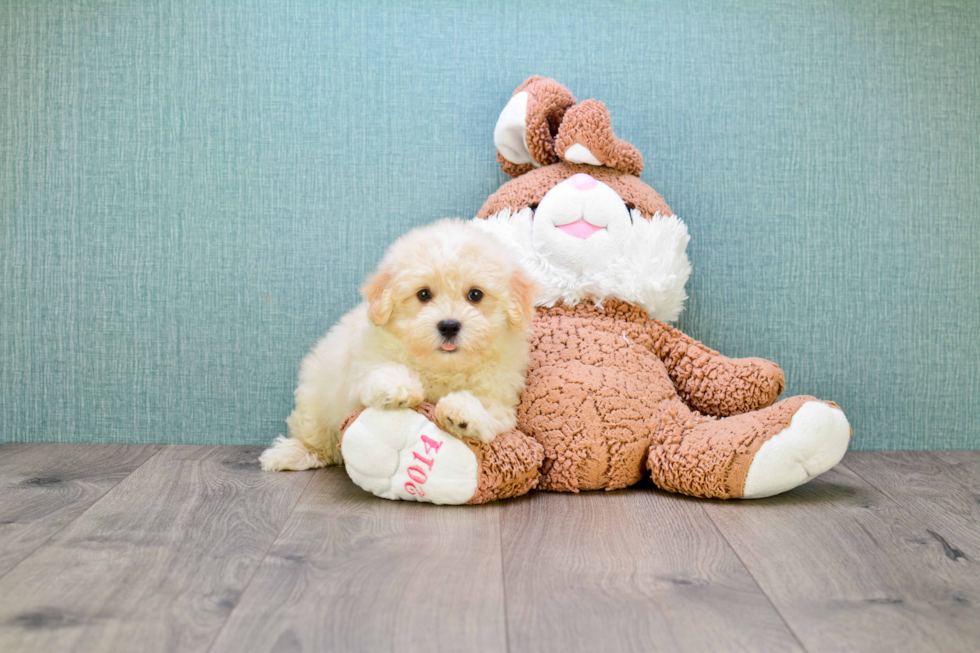 Havanese Pup Being Cute