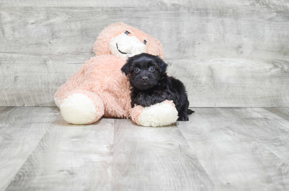 Friendly Morkie Baby