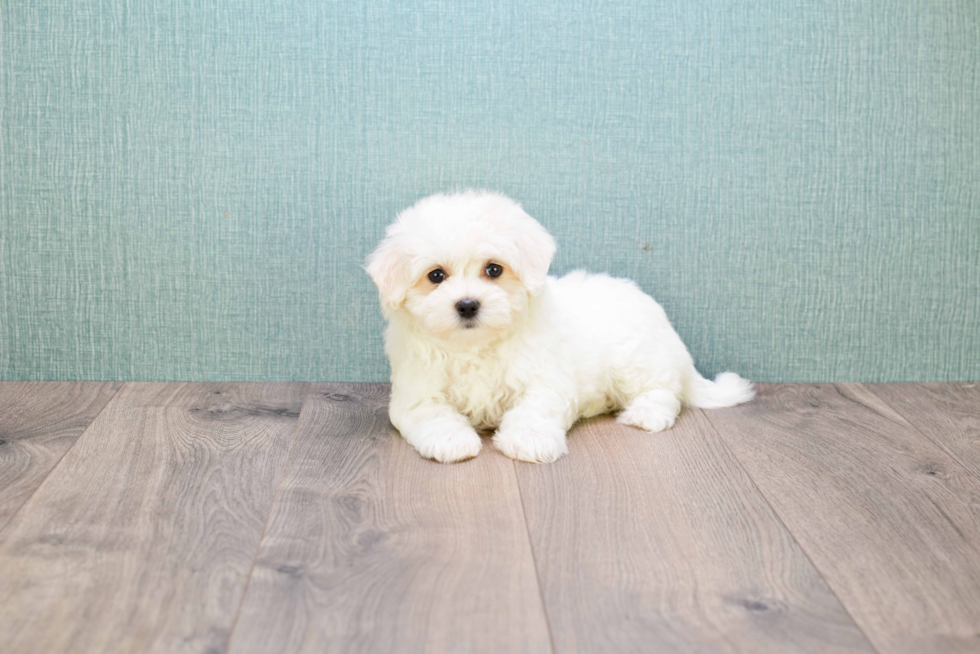 Maltipoo Puppy for Adoption