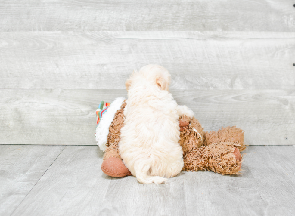 Funny Maltipoo Poodle Mix Pup