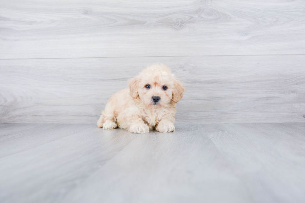 Sweet Pudle Purebred Puppy