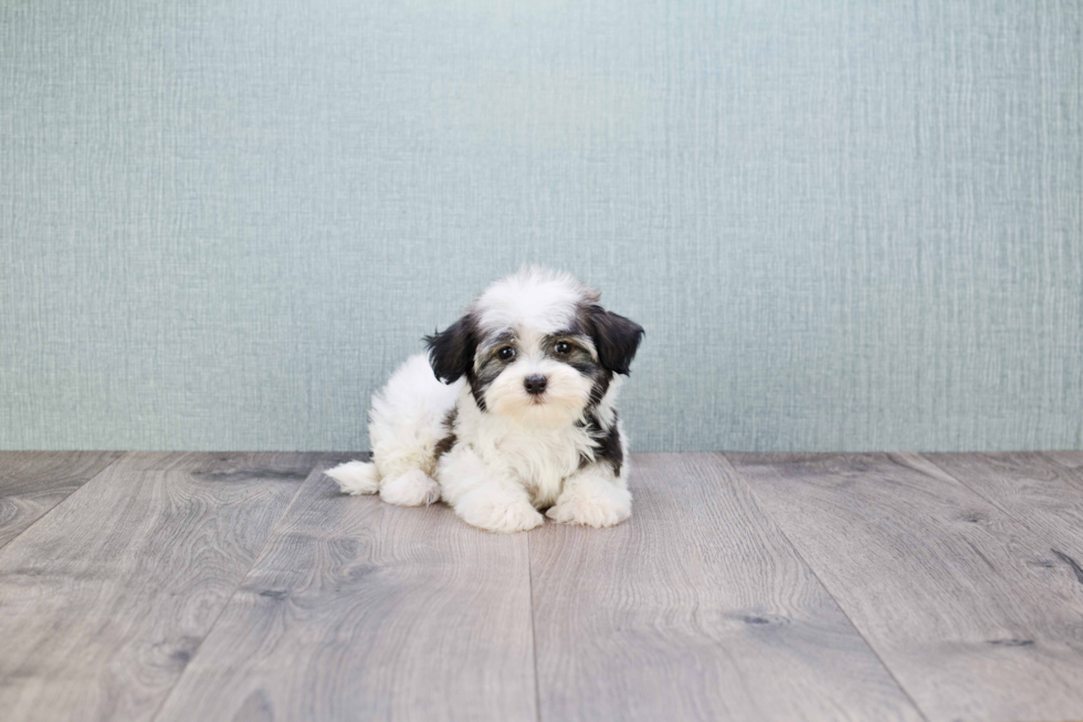 Havanese Pup Being Cute