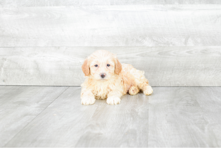 Friendly Teddy Bear Baby