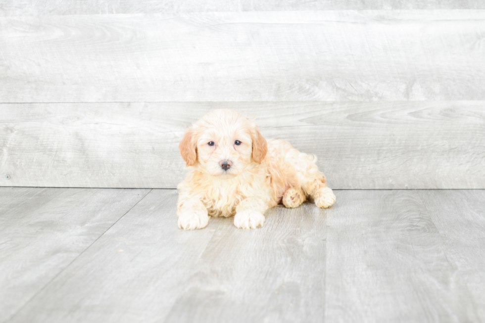 Friendly Teddy Bear Baby