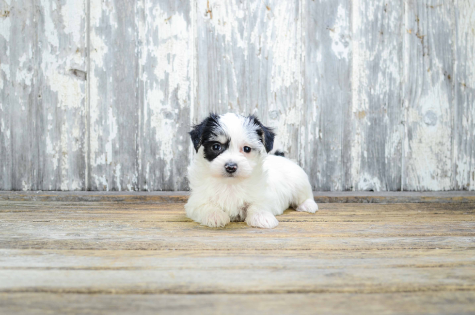 Morkie Puppy for Adoption