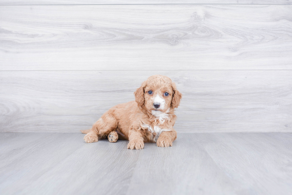 Best Cockapoo Baby