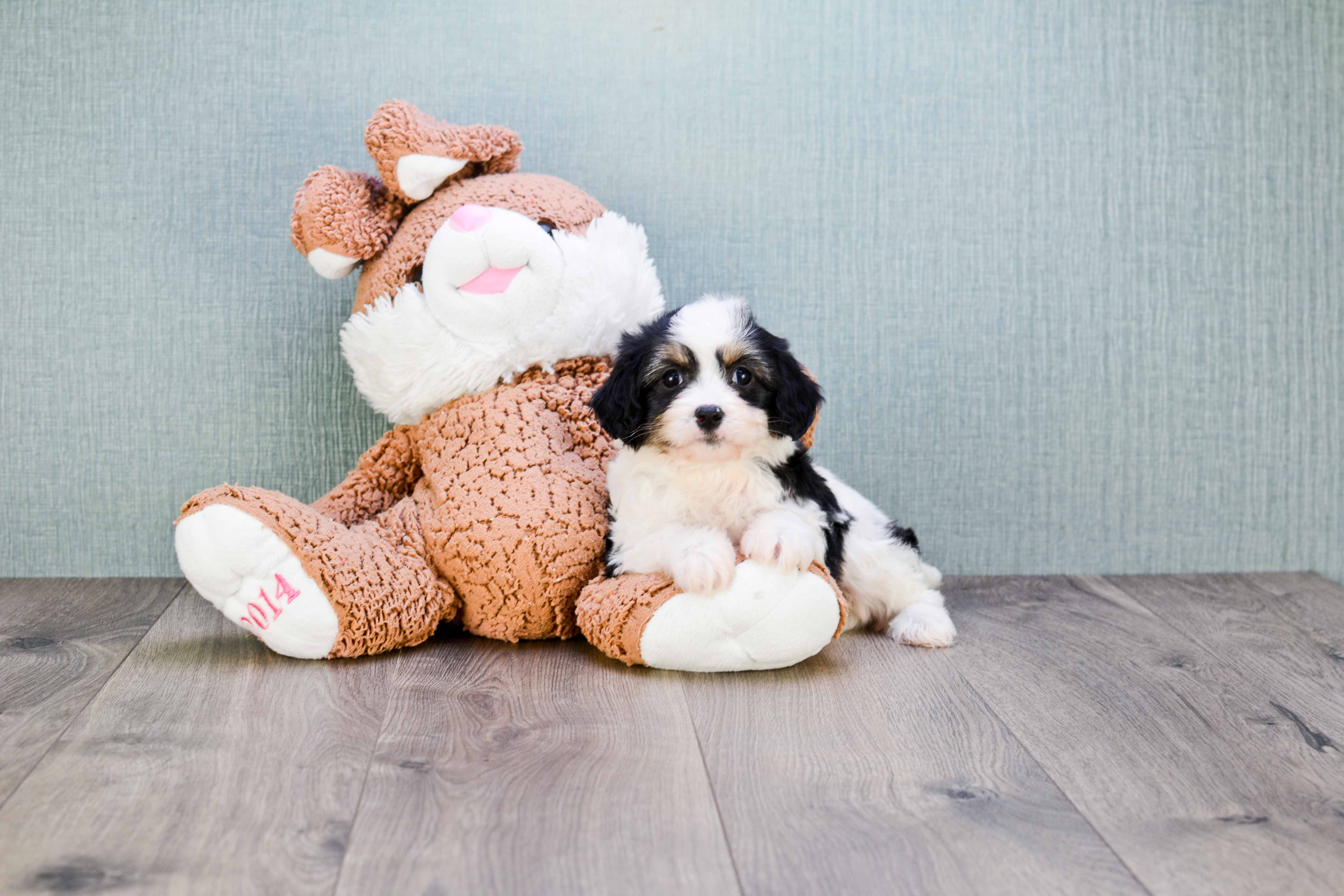 Cavachon Pup Being Cute