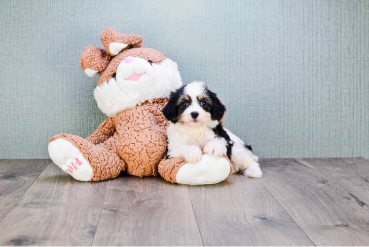 Cavachon Pup Being Cute