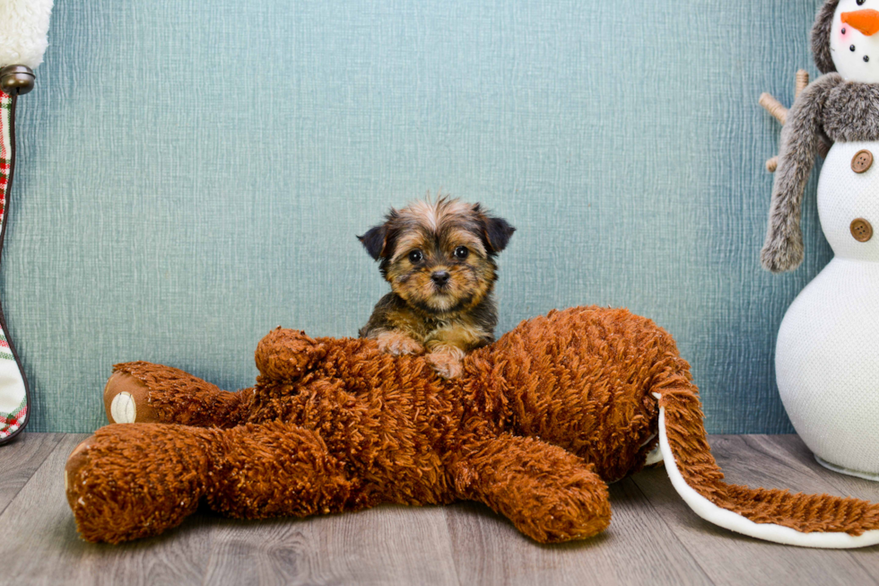 Shorkie Pup Being Cute