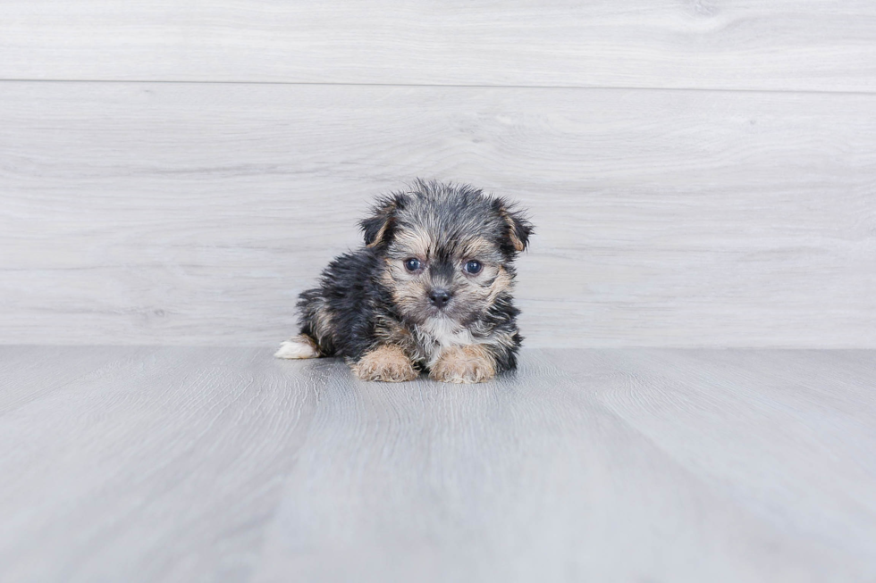 Little Yorkie Designer Puppy