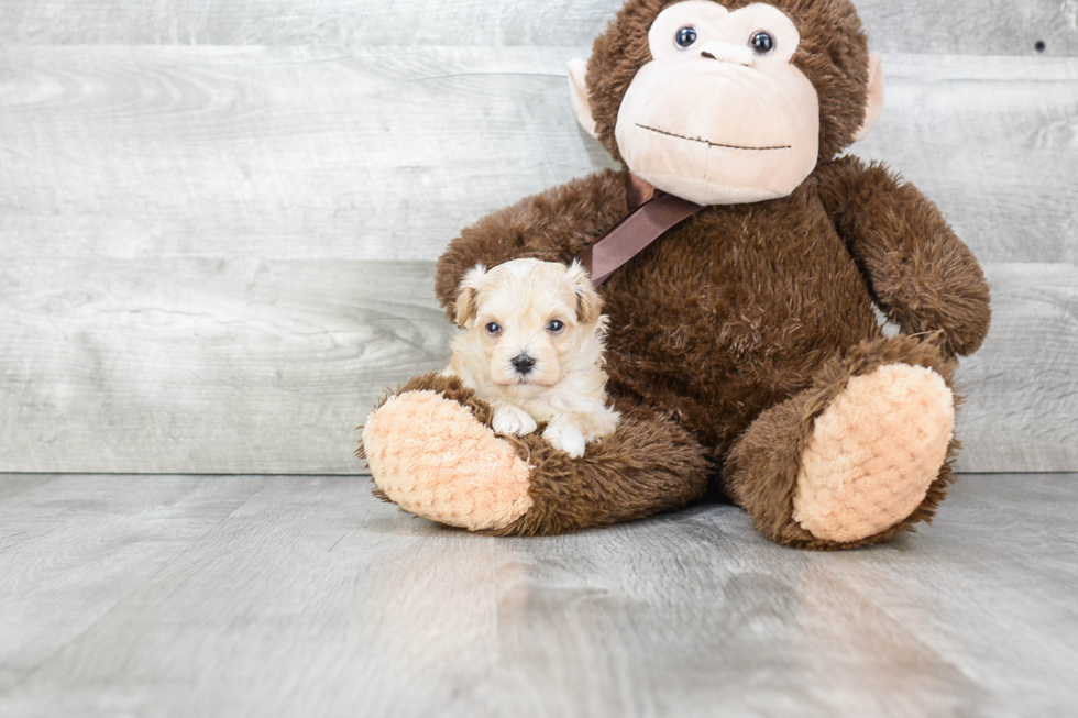 Maltipoo Puppy for Adoption