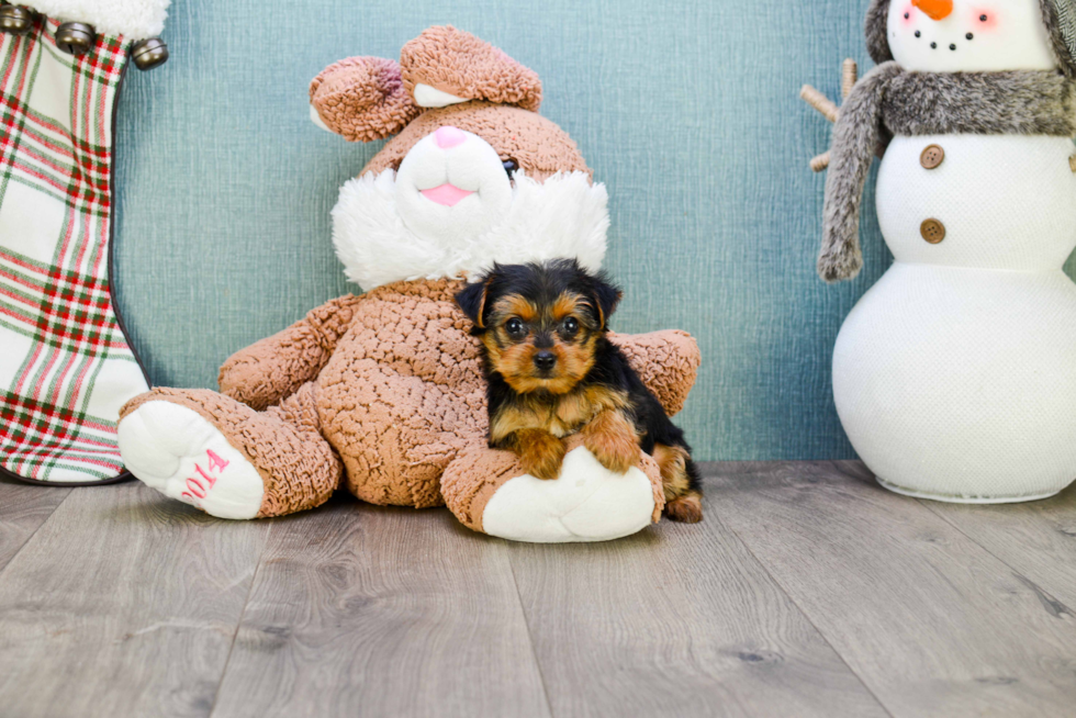 Meet Joey - our Yorkshire Terrier Puppy Photo 