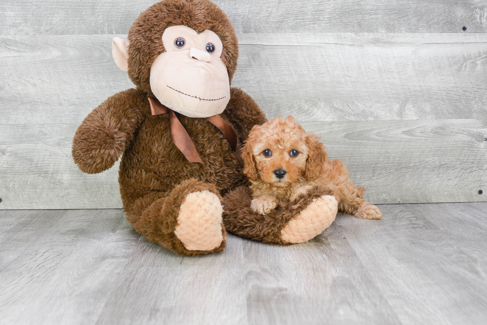 Smart Cavapoo Poodle Mix Pup