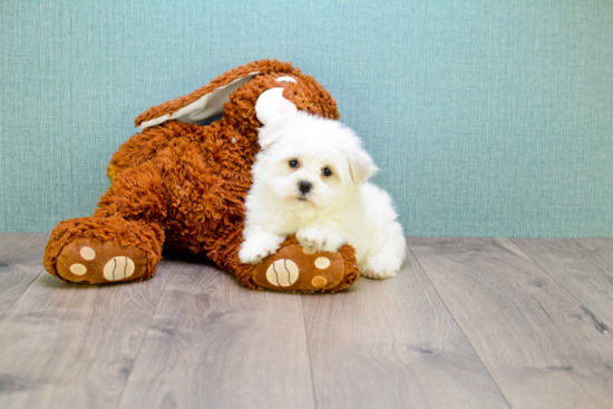 Smart Maltipoo Poodle Mix Pup