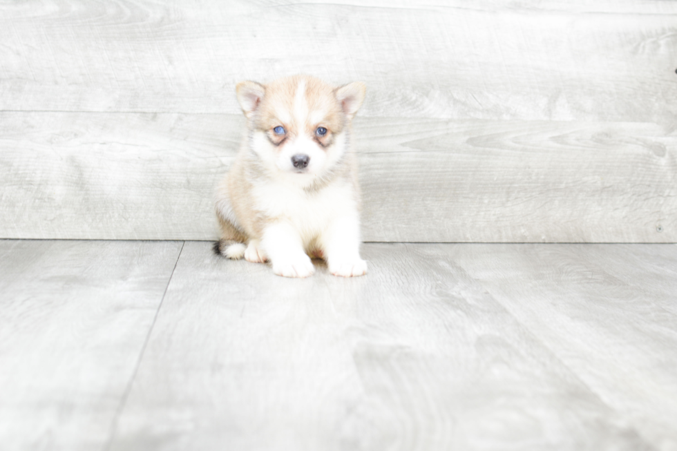 Pomsky Pup Being Cute