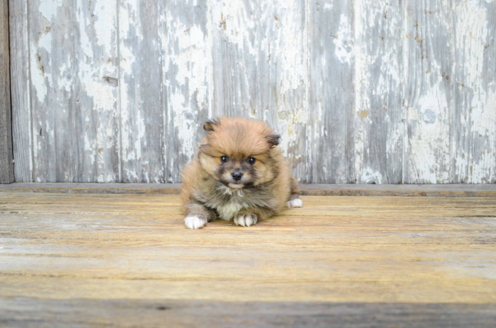 Hypoallergenic Pomeranian Baby