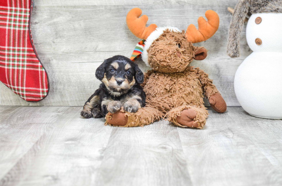 Cavachon Puppy for Adoption