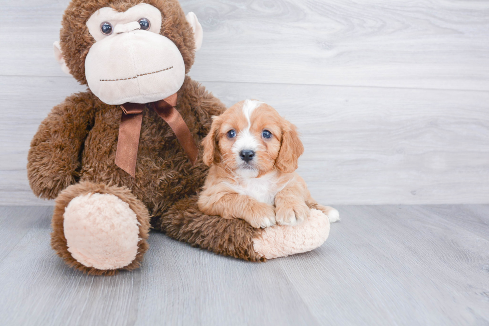 Energetic Cavoodle Poodle Mix Puppy