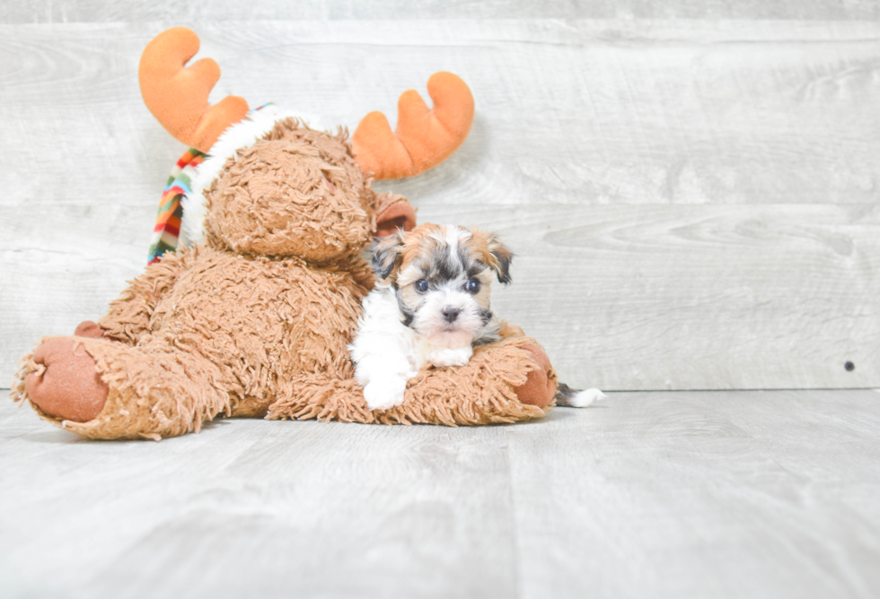 Friendly Havanese Purebred Pup