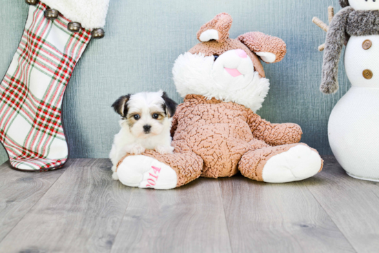 Friendly Morkie Baby