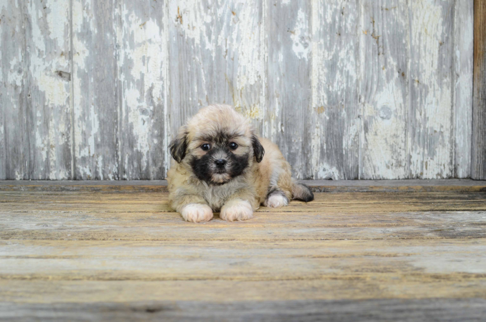 Teddy Bear Puppy for Adoption