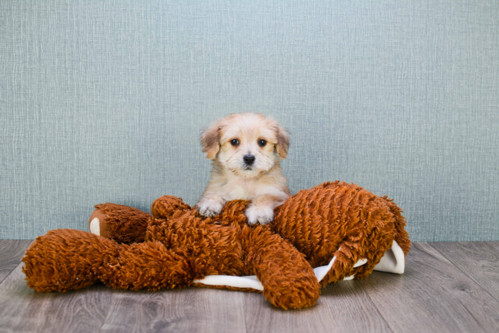 Small Morkie Baby