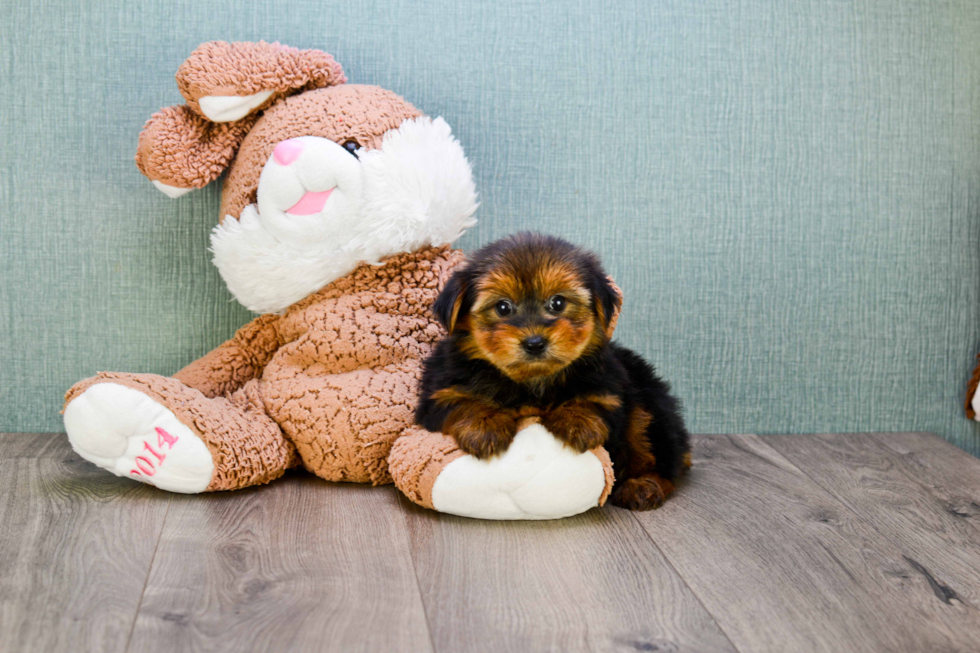 Meet Avery - our Yorkshire Terrier Puppy Photo 