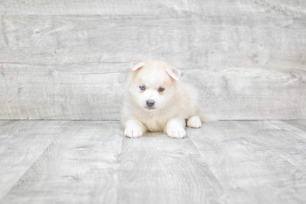 Pomsky Puppy for Adoption